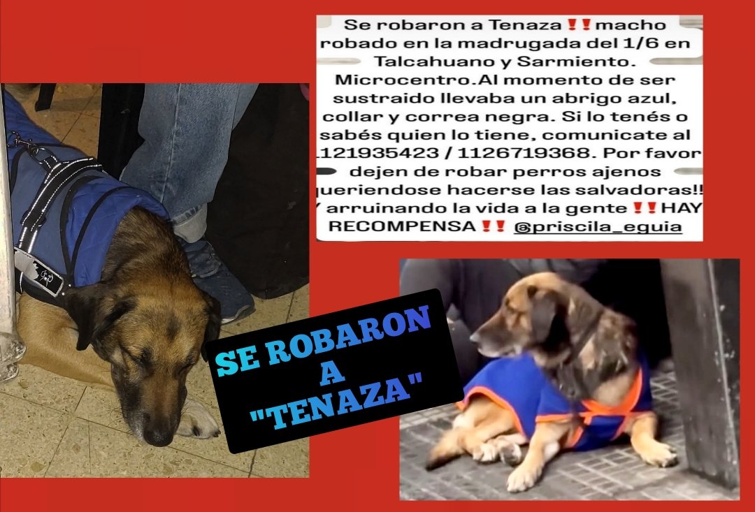 "TENAZA" TIENE FAMILIA, UN PAPÁ HUMANO DESESPERADO.
A PESAR DE NO TENER UNA CASITA, "TENAZA" ESTÁ MÁS CUIDADO QUE MILES DE SERES QUE SUS HUMANOS NO CUIDAN, NI RESPETAN NI AMAN.

ESTÉN ATENTOS POR FAVOR, PUEDE ESTAR EN CUALQUIER BARRIO, EN CUALQUIER ZONA.  

#todosbuscamosatenaza