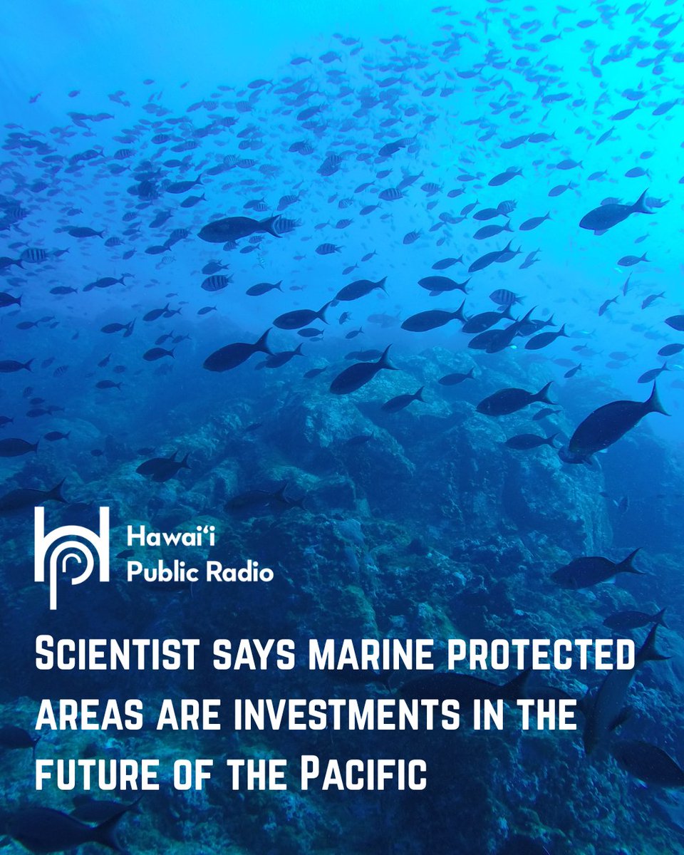 Pacific Islands Heritage Coalition (@pricoalition) on Twitter photo “An MPA is like a bank account for today and an investment for the future.” On <a href="/wearehpr/">Hawaii Public Radio</a>, scientist Dr. Richmond highlights the essential role that marine protected areas play in boosting fish populations -creating both natural and economic benefits.
🌊hawaiipublicradio.org/the-conversati… “An MPA is like a bank account for today and an investment for the future.” On <a href="/wearehpr/">Hawaii Public Radio</a>, scientist Dr. Richmond highlights the essential role that marine protected areas play in boosting fish populations -creating both natural and economic benefits.
🌊hawaiipublicradio.org/the-conversati…