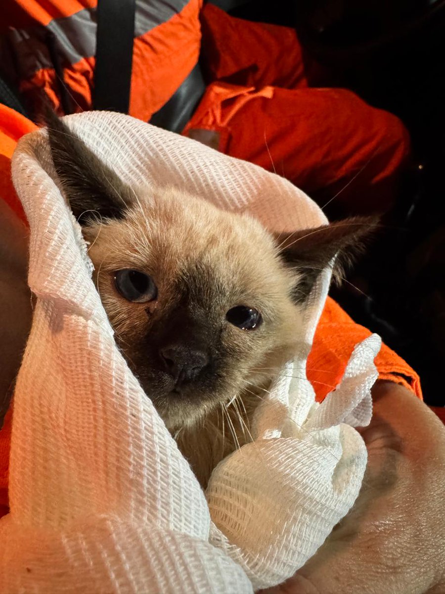 Na tarde de ontem (10), o CBMMG em Uberaba foi acionado para realizar o salvamento de um filhote de gato que havia caído em um fosso, com aproximadamente 20 metros de profundidade.
Os militares montaram um tripé e resgataram o felino que se encontrava sem ferimentos.