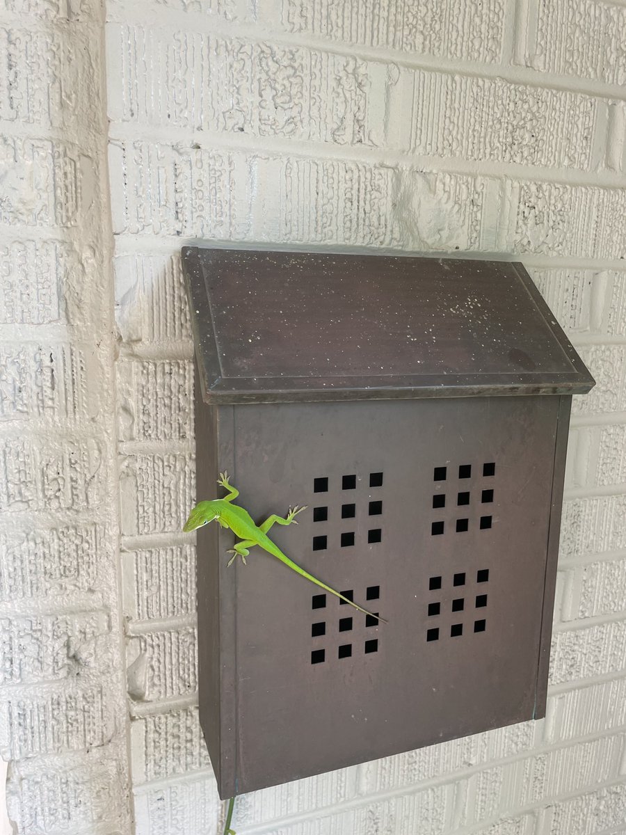 What it’s like to check your mailbox in Louisiana during the summer.