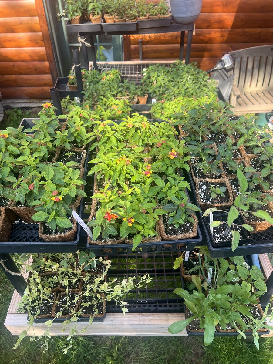somehow have to sell all these plants (mostly lantana but some perennials also). this is exactly like farmville