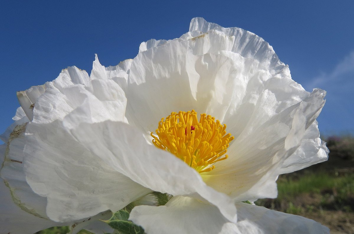 BobZellarPhoto's tweet image. #WildFlowers on the Rims in Billings Montana today.