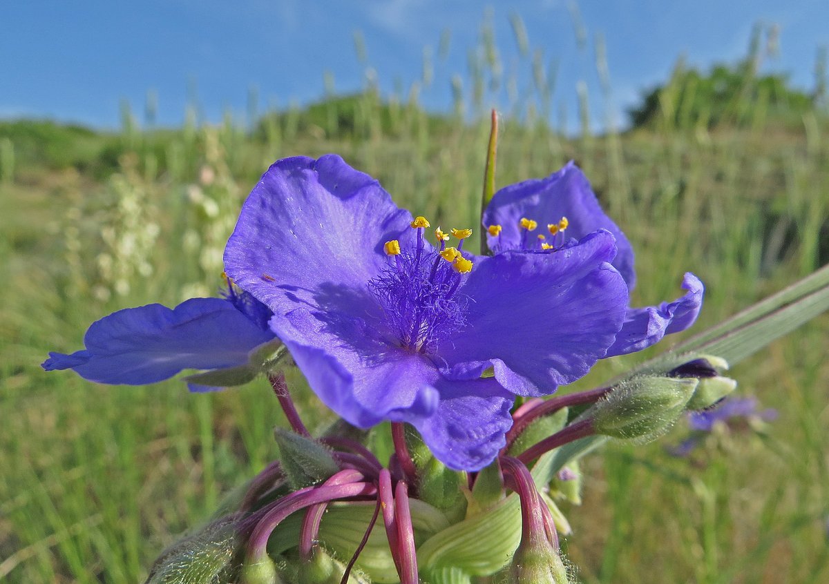 BobZellarPhoto's tweet image. #WildFlowers on the Rims in Billings Montana today.