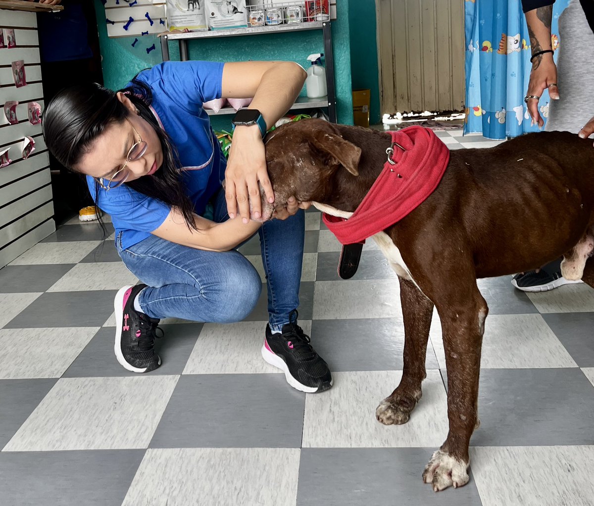 No hay semana que no encontremos un perro/gato berguiado. Además de la desnutrición, este warrior traía un tumor en la pata. Se aprovechó la cirugía para esterilizar. Para pagar la cuenta del veterinario y su alimento, dibujo bien bonito a tu mascota! 🐕 🐈