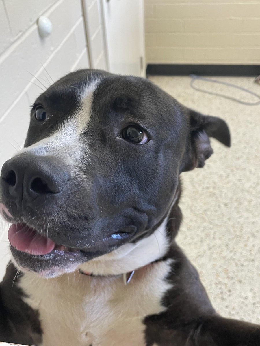 Kash was available yesterday and did not get adopted. He has Zero pledges. Kash was found as a stray. He is very spunky and loves to play. He really loves treats and to give lots of kisses. He weighs 55 lbs. Kash is ready for his new family.
Please Pledge and Retweet to help Kash