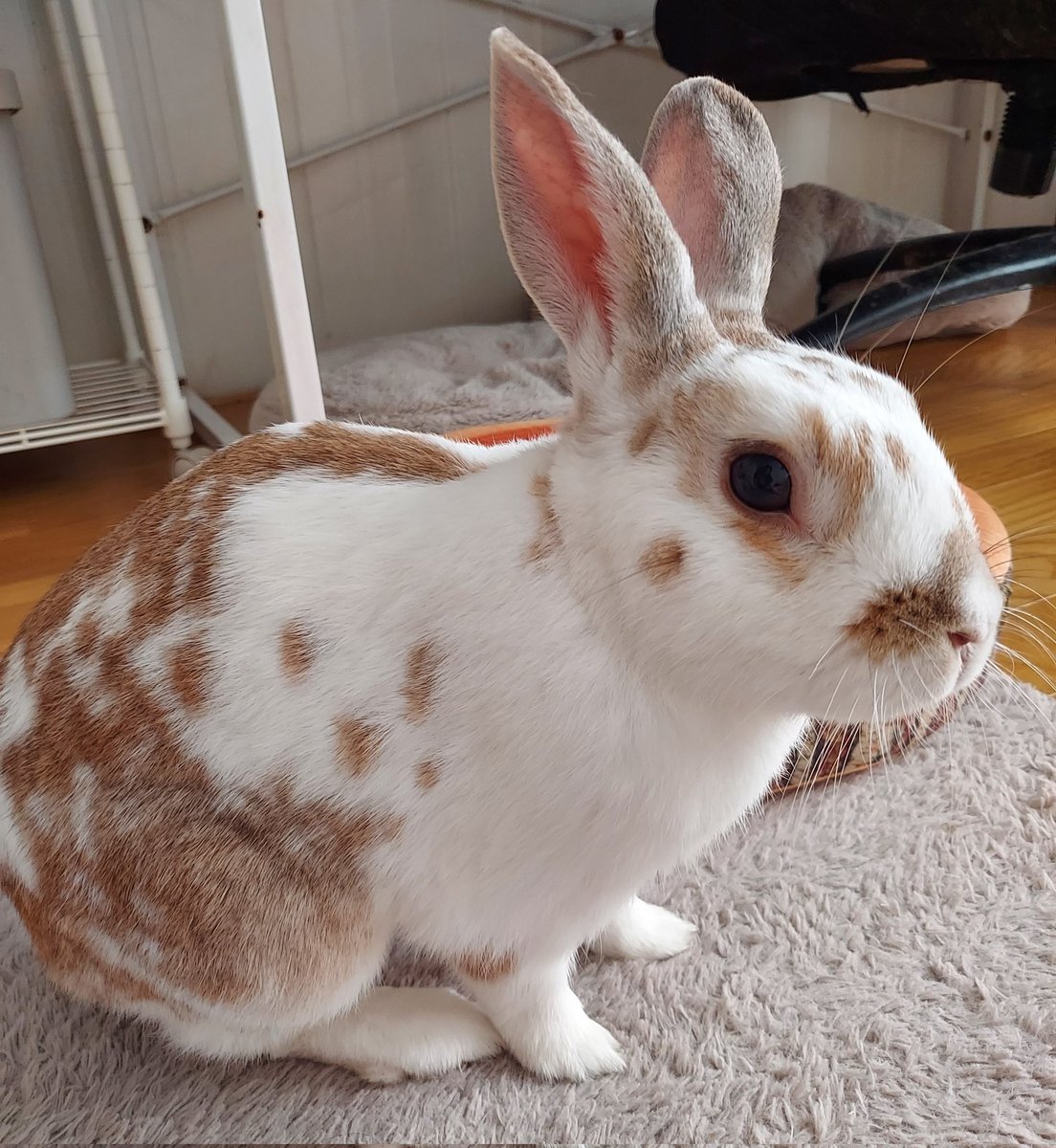 くた君おはよう☀️良い天気だね～