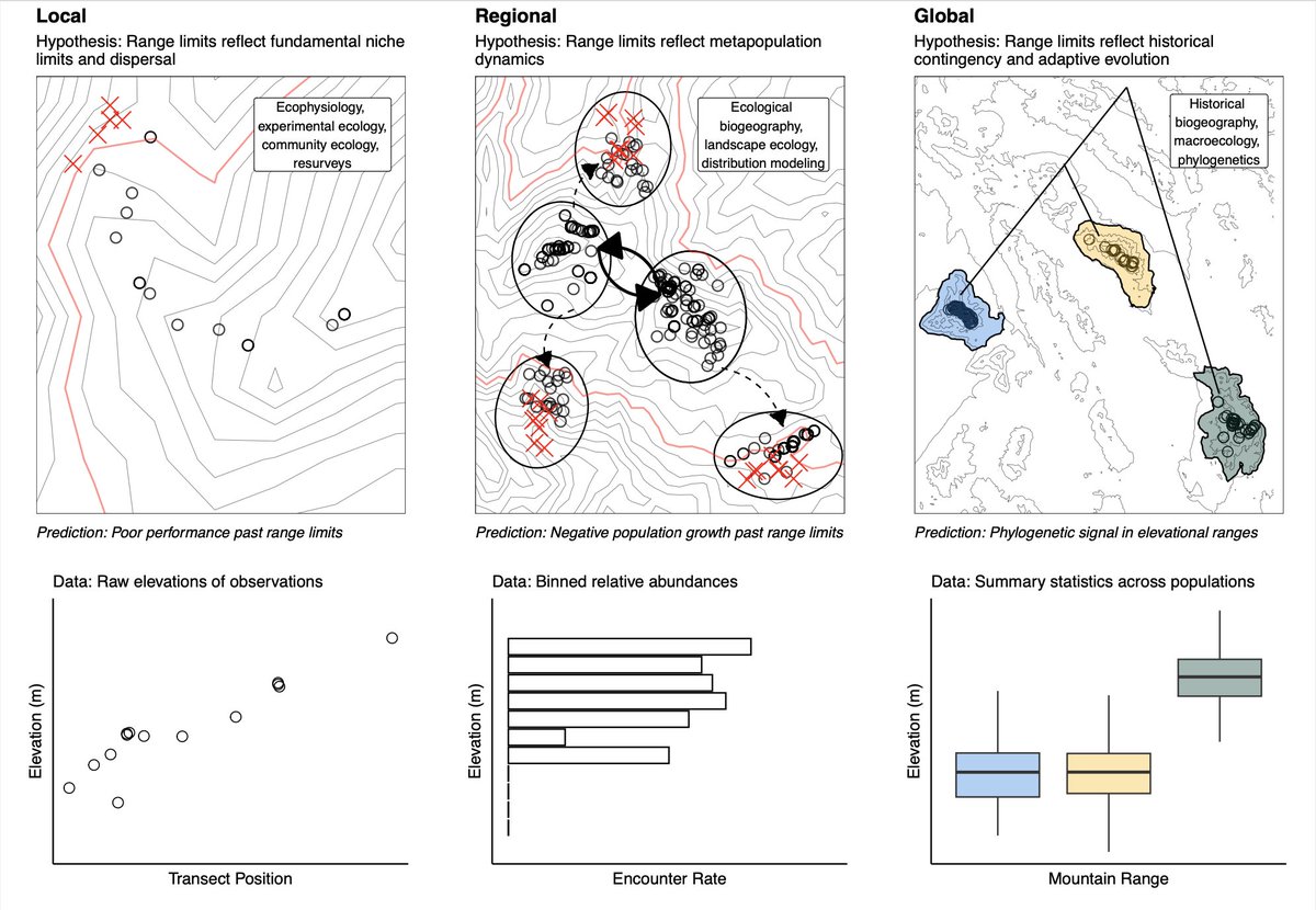 maybe my favorite paper I've written, I have a synthesis paper out today early access in The American Naturalist today that attempts to answer a simple but slippery question: what is an elevational range?