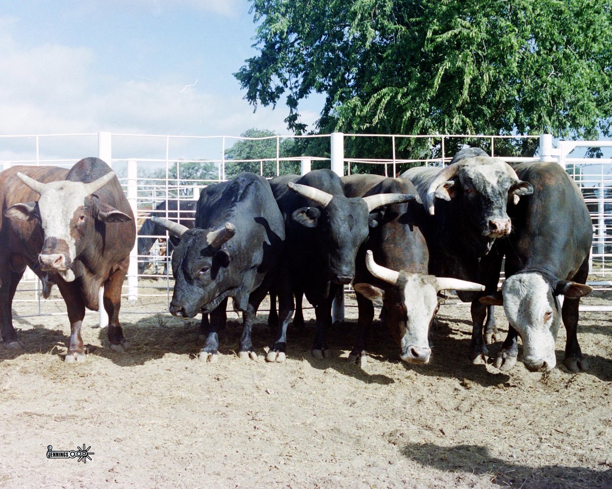 badcorodeo's tweet image. Half of the original Dirty Dozen just hanging out in the pens.  All of them were selected to the NFR.  L-R - Strokin, Wild Thing, Superstitious, Bad to the Bone, The Jam, Crockadile Rock. (photo - Jennings Rodeo Photography)