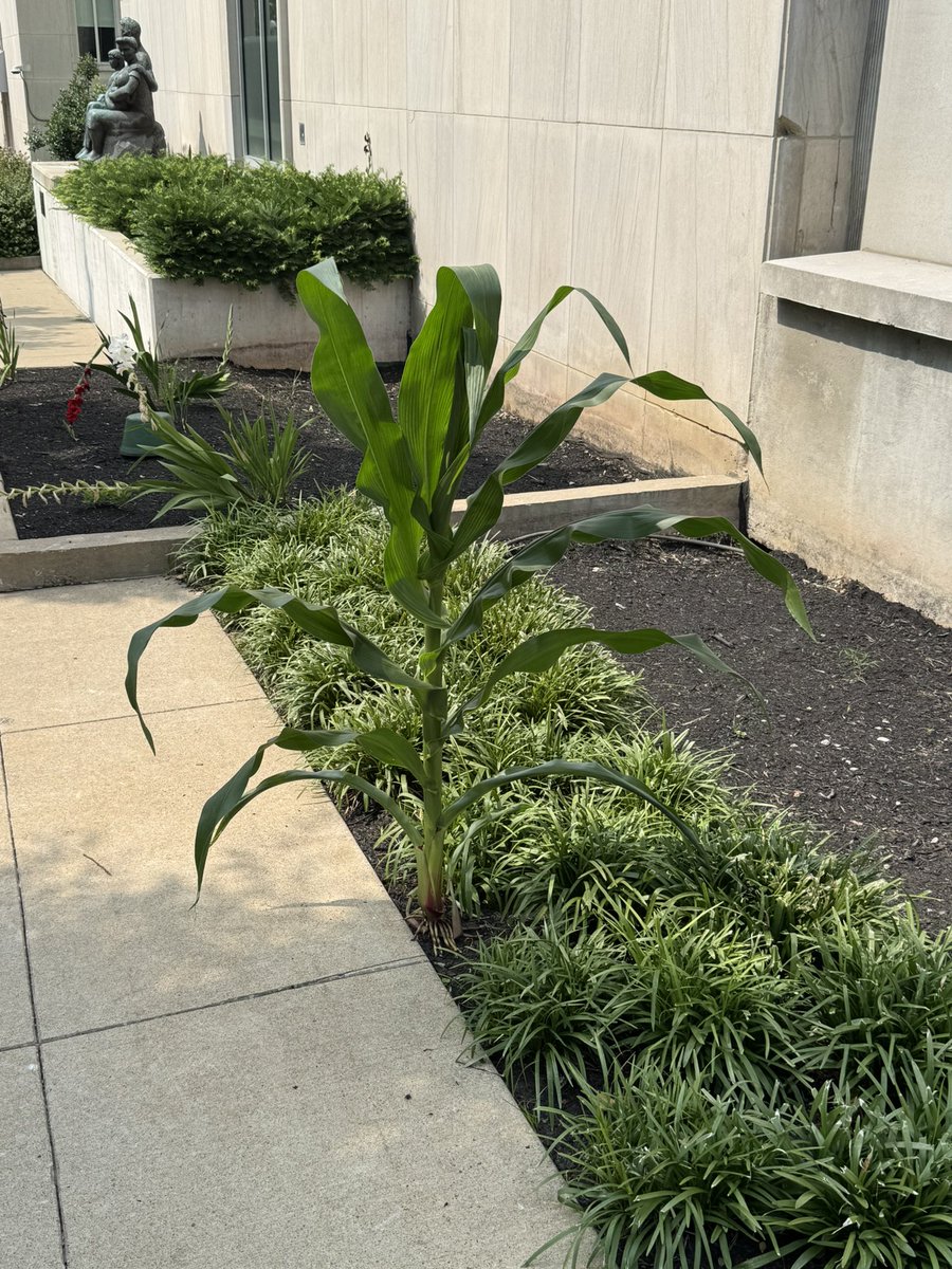 Corn growing outside the Cordell Hull legislative office building in downtown Nashville! Everyday is Ag Day in the Volunteer State 🌽! #Agriculture