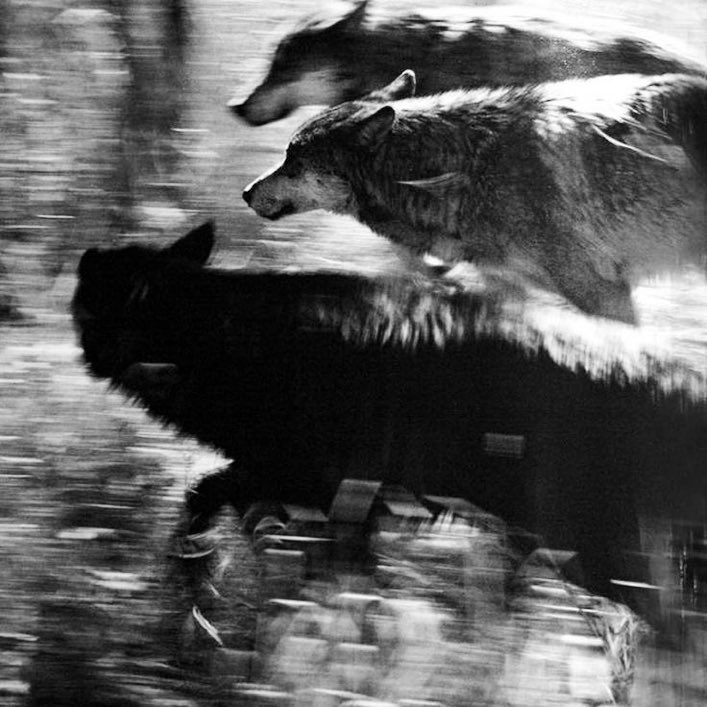 Warchillect (@warchillect) on Twitter photo 