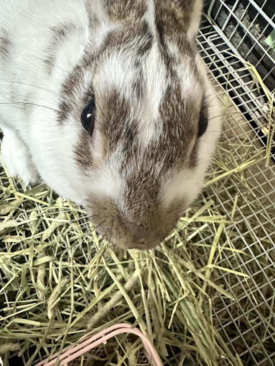 GeroZaemon1's tweet photo. うさぎのムー🐇 1歳を迎えます！おめでとう🎊 https://t.co/ZIzvu0v786