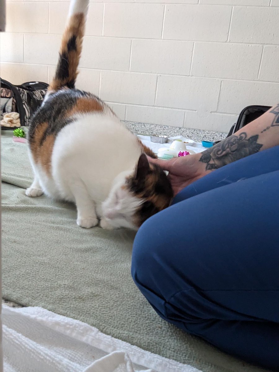 Double the love, double the purrs! 💕 Rosie &amp; Posie are 4-year-old bonded calico sisters ready to find a home together. Confident, cuddly, and full of charm—come meet them in Sudbury!

🔗 ontariospca.ca/adopt/view-pet… | ontariospca.ca/adopt/view-pet…