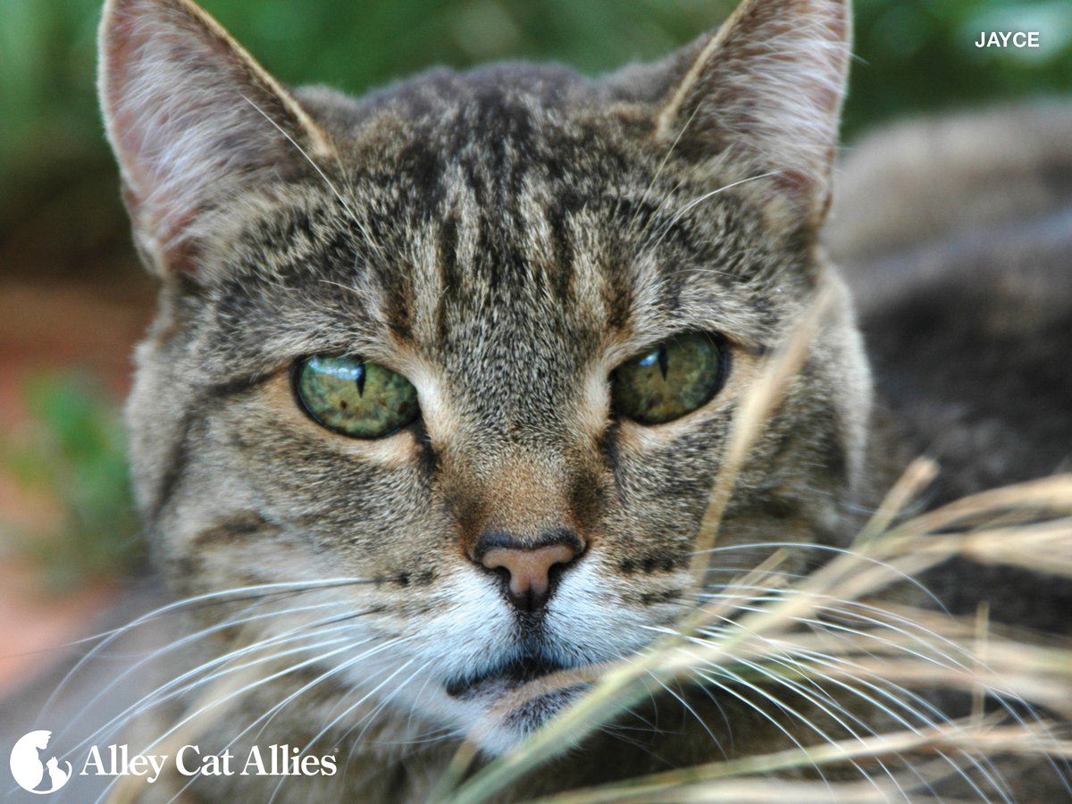 It's thanks to compassionate supporters who stand by us that we can improve the lives of cats through hard-hitting and wide-reaching advocacy, humane care, education and outreach, and law and policy work. 

Your support means everything to us and the cats: alleycat.org/WaysToGive