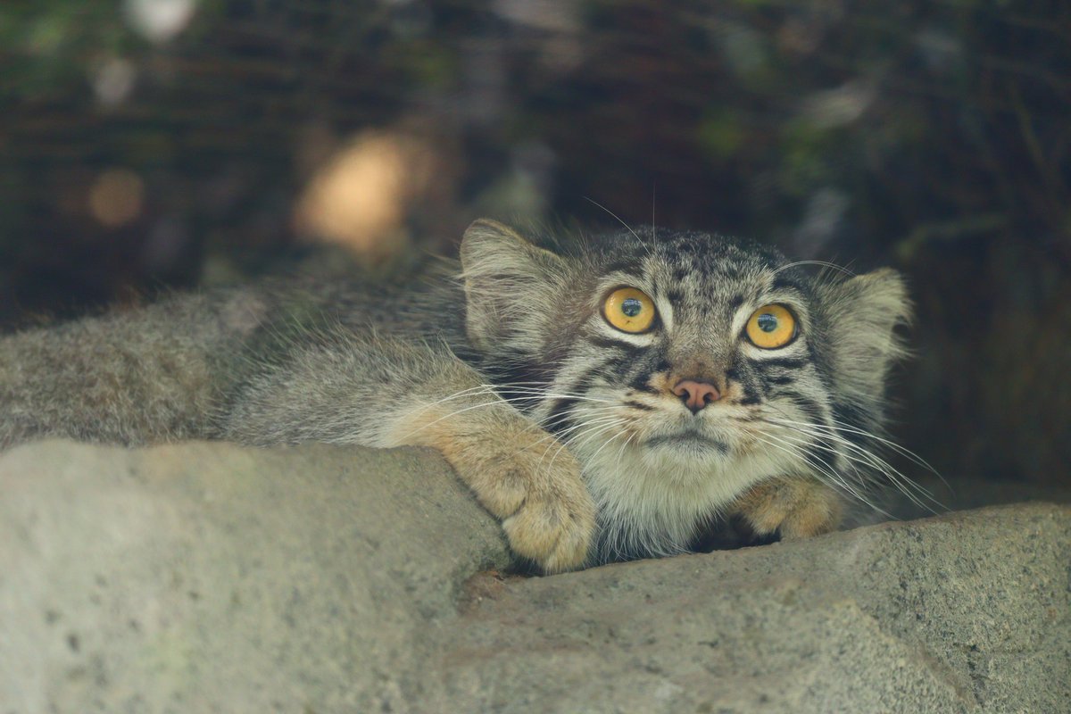 P3ENI80CF's tweet photo. 📷️25/05/14

おはようございます

#マヌルネコ　#Pallasscat
#神戸どうぶつ王国 https://t.co/K2JOG6Uva7