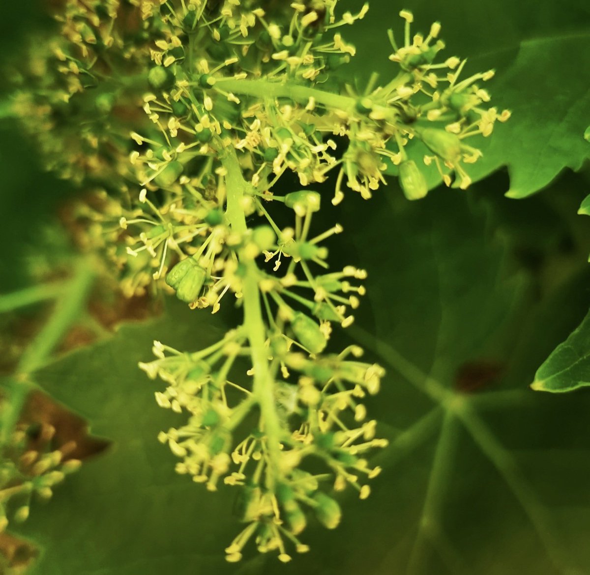 La taille de la vigne en fleurs 

les5duvin.wordpress.com/2025/06/12/la-…