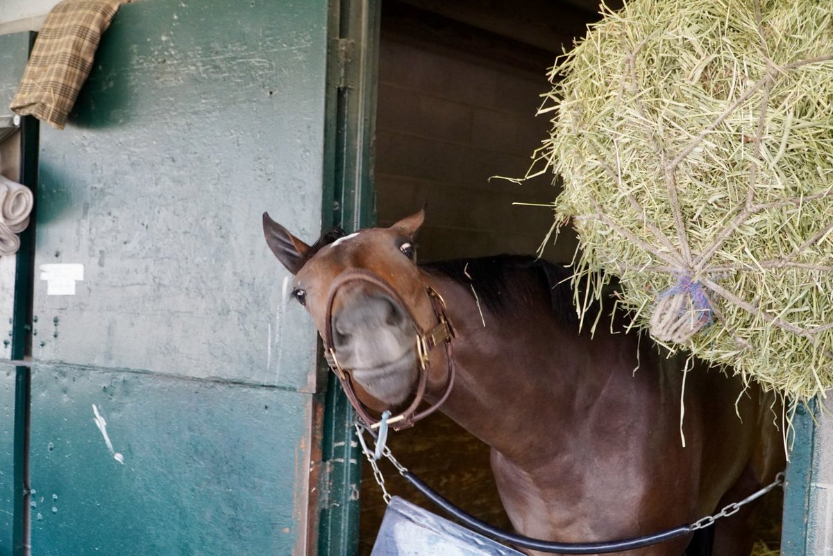 BelladonnaRaci1's tweet image. Silly filly. #funnyfaces