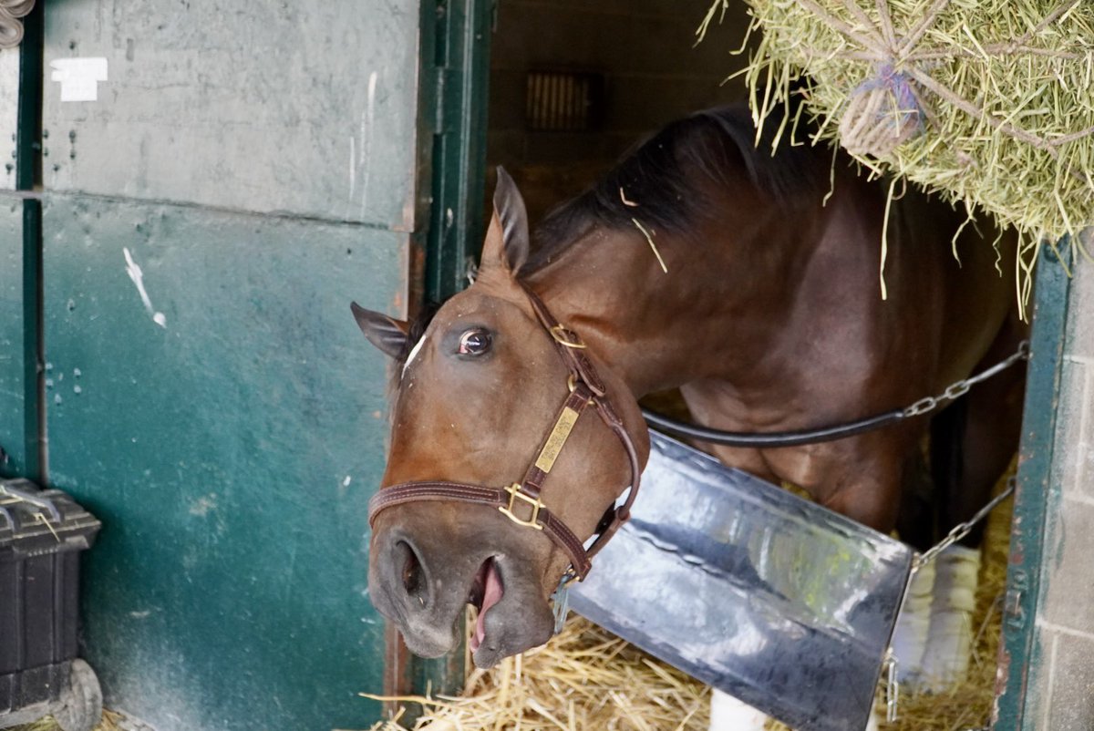 BelladonnaRaci1's tweet image. Silly filly. #funnyfaces