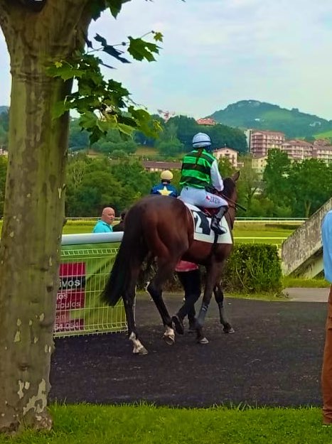 Cousin 5º hoy en Lasarte con <a href="/sikorka_d/">Denissa Sikorová</a> Esperábamos algo más del potro, pero no estuvo bien. Volverá pronto a la pista, y esperemos verle despertar ☘️🙏🏇🏼 Fotos de Lidia y Ababol.