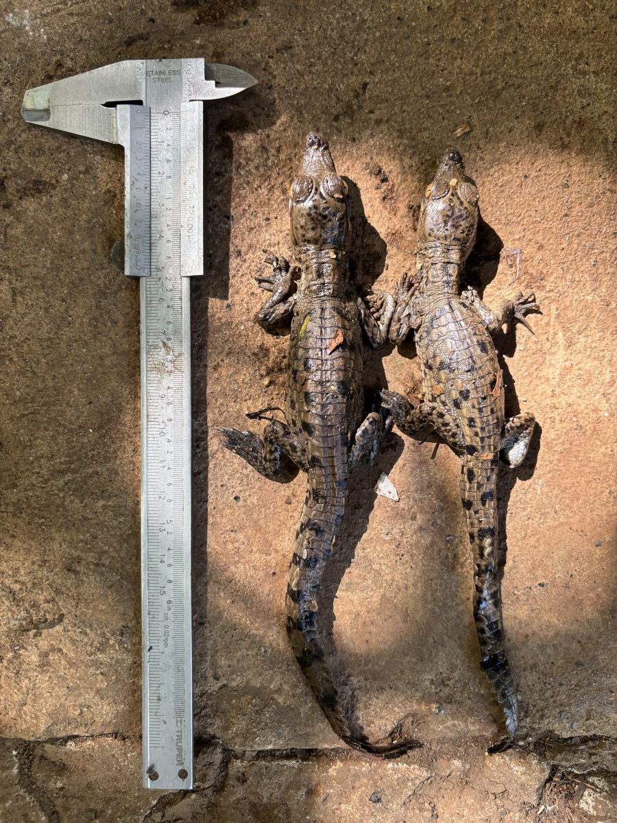 Hoy tuvimos la suerte de encontrar un huevo de cocodrilo americano con 2 individuos. Ambos ejemplares se encontraron vivos y listos para incorporarse a su nueva etapa en la vida silvestre.