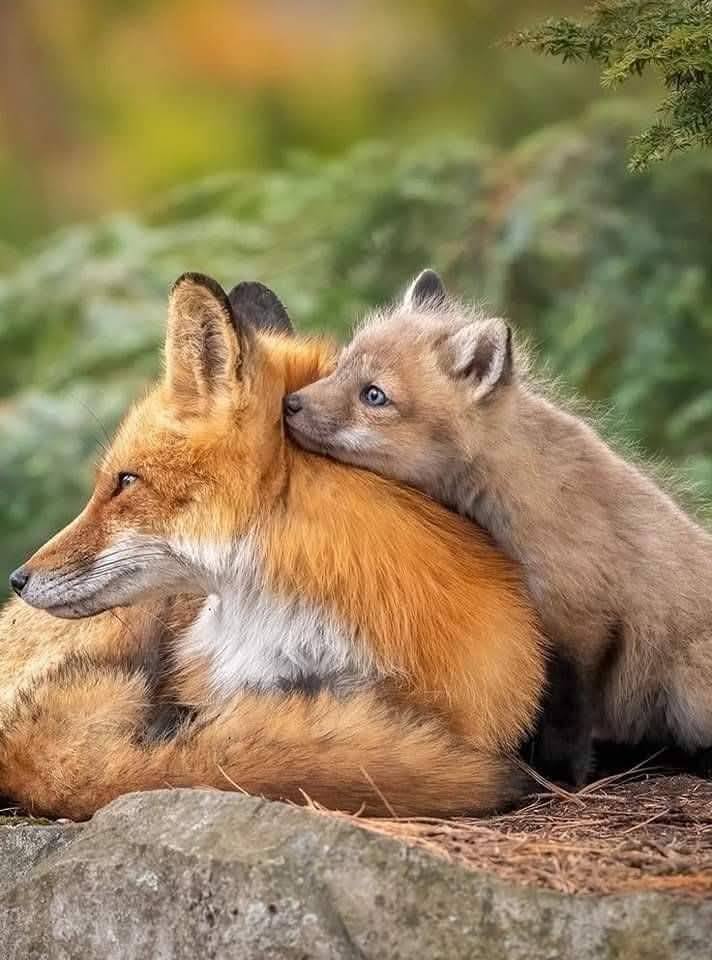whitebalance_ph's tweet photo. 📷 #lovefox https://t.co/q43HbIv7jp