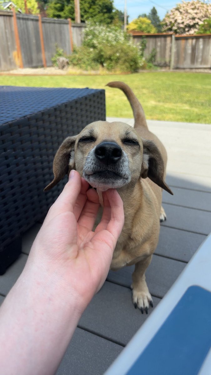 evil ray (shoutout evil gang) (@raynister) on Twitter photo <a href="/DeadbyDaylight/">Dead by Daylight</a> can you make a hound master ultra skin with my dog Lena as the dog please <a href="/DeadbyDaylight/">Dead by Daylight</a> can you make a hound master ultra skin with my dog Lena as the dog please