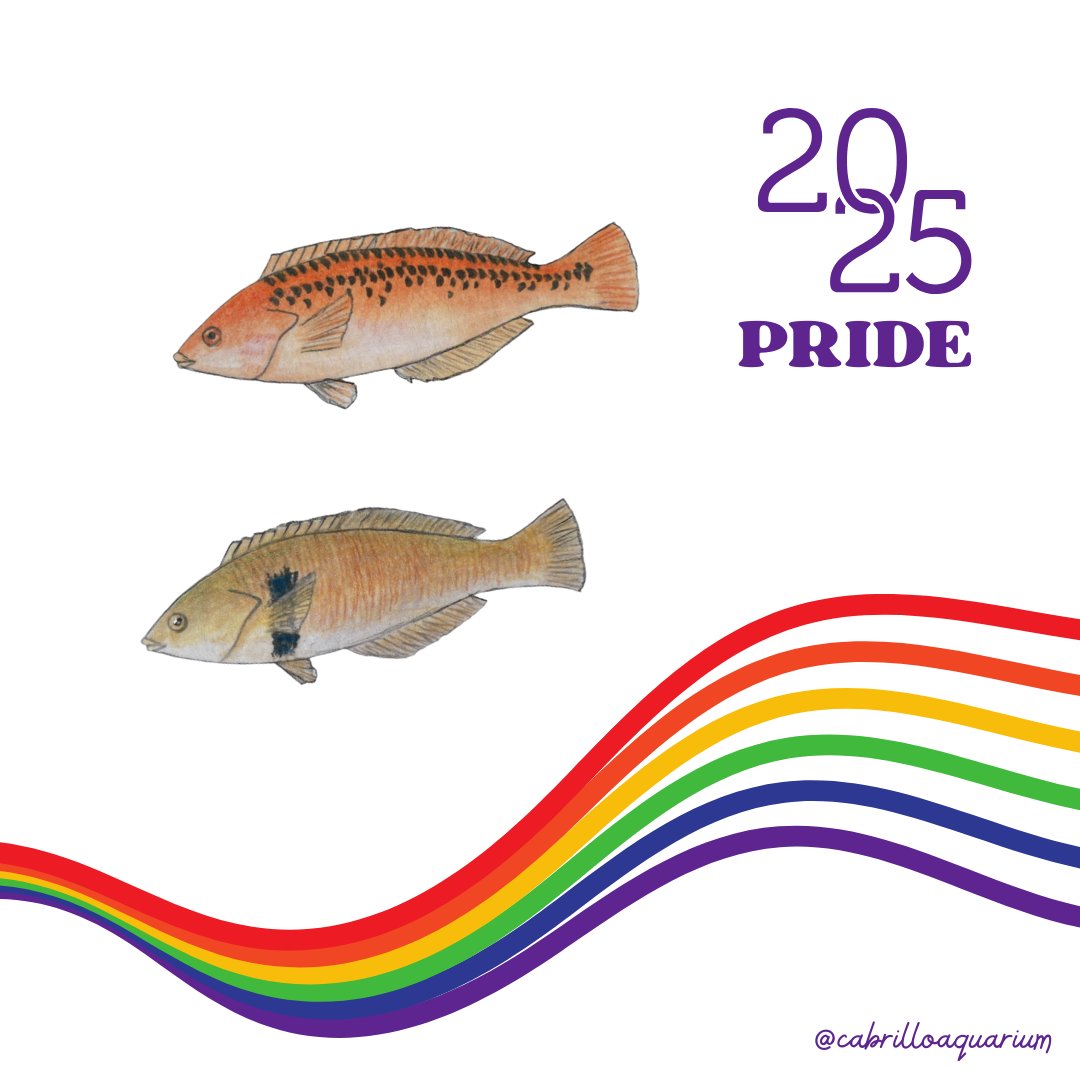 Rock wrasses live in groups with a hierarchy consisting of one dominant male and a small number of females. If something happens to the male, the highest-ranking female changes their gender to become the dominant male. The ocean is so rich with diversity!