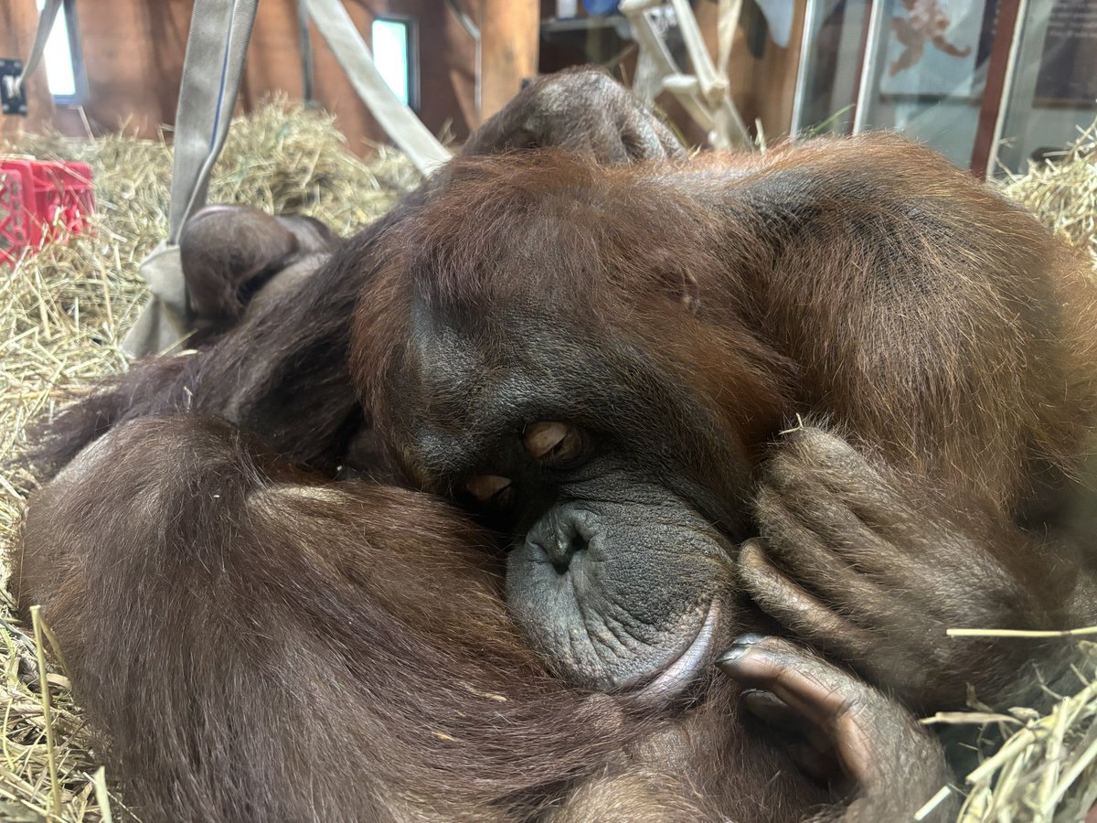 mileswilsondc's tweet image. Redd is always messing around. When mom Batang has had enough she plops down on him for them both to nap