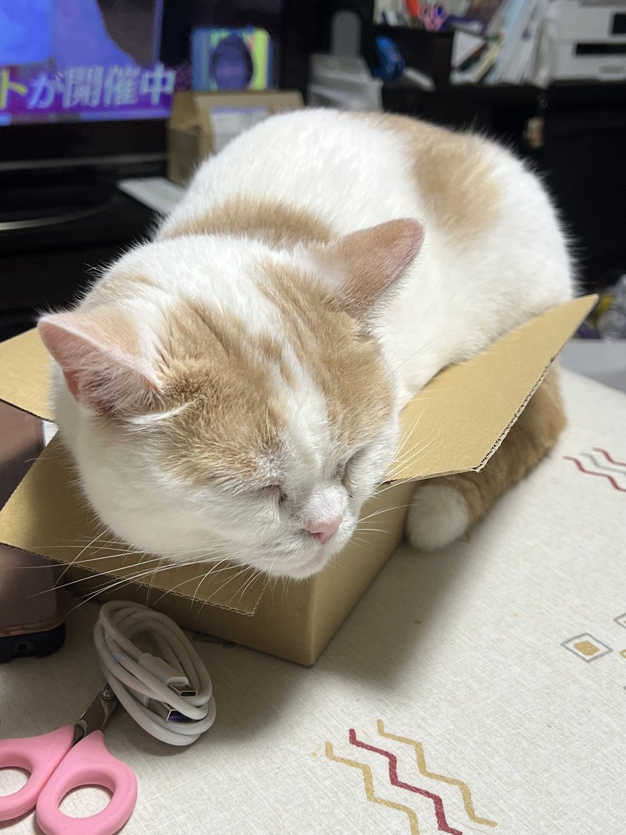 a2c_c2b's tweet photo. ピノくん、狭いでしょ？(-｡-;
#スコティッシュフォールド 
#最近スレッズに移行気味 https://t.co/T0O60WTN7D