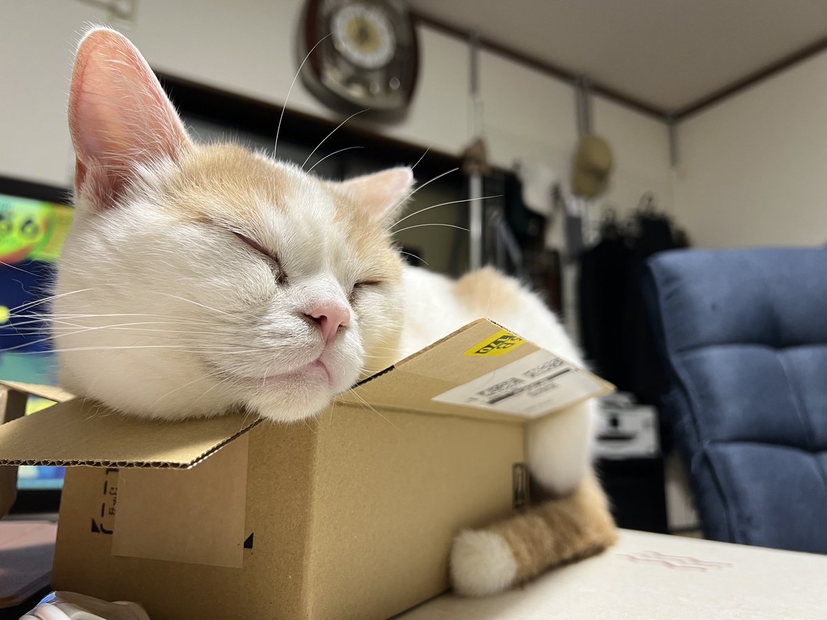 a2c_c2b's tweet photo. ピノくん、狭いでしょ？(-｡-;
#スコティッシュフォールド 
#最近スレッズに移行気味 https://t.co/T0O60WTN7D