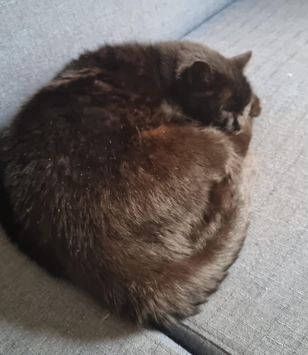 fafafela's tweet photo. essa aqui 👇🏼👇🏼👇🏼 é a minha gata 
ela pode parecer tranquila e serena (de fato é) MAS para alem disso, ela eh obcecada. completamente louca por este pedaço especifico do sofa 

todas fotos de dias diferentes, todas fotos no mesmo lugar https://t.co/wn4pwE1IL7