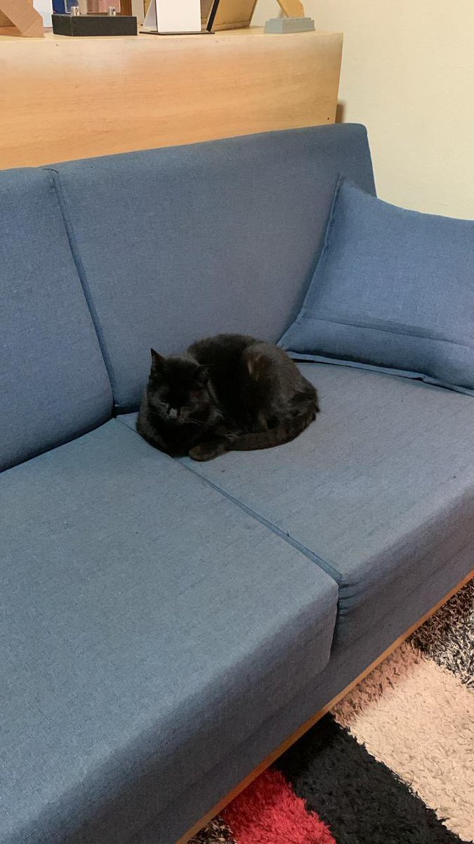 fafafela's tweet photo. essa aqui 👇🏼👇🏼👇🏼 é a minha gata 
ela pode parecer tranquila e serena (de fato é) MAS para alem disso, ela eh obcecada. completamente louca por este pedaço especifico do sofa 

todas fotos de dias diferentes, todas fotos no mesmo lugar https://t.co/wn4pwE1IL7