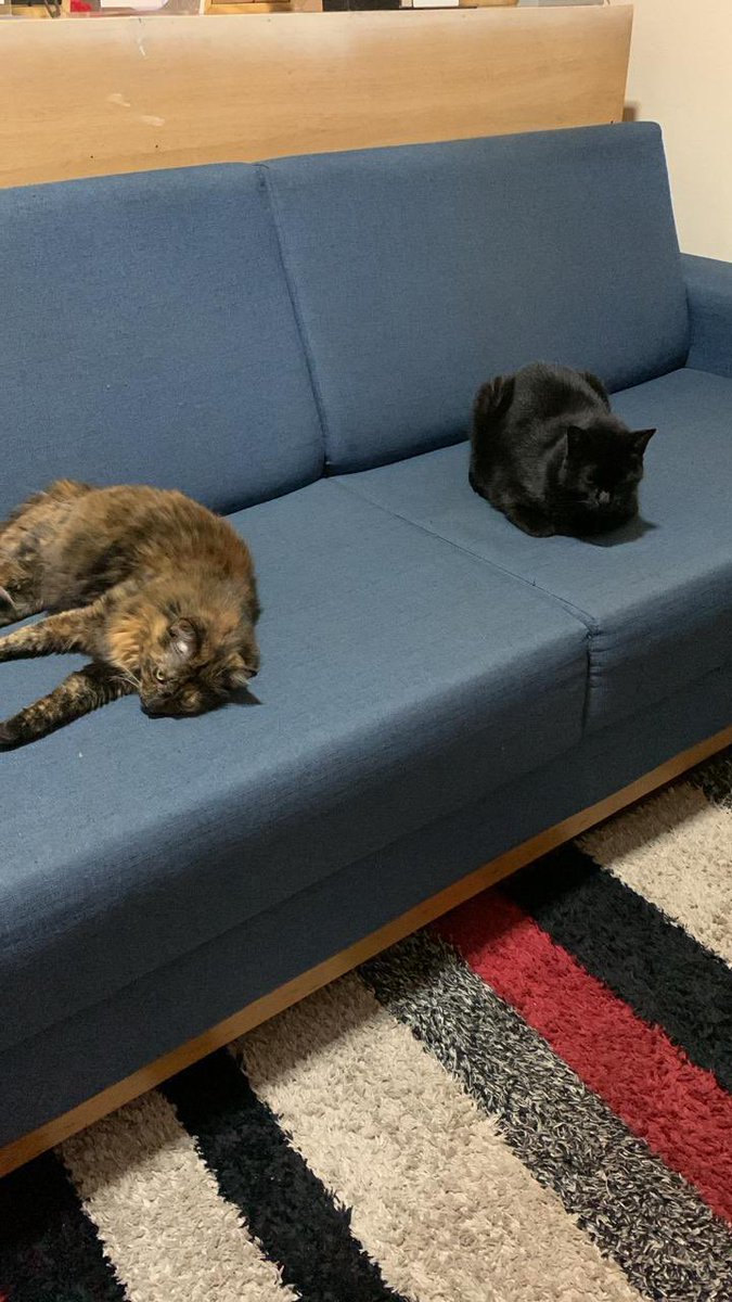 fafafela's tweet photo. essa aqui 👇🏼👇🏼👇🏼 é a minha gata 
ela pode parecer tranquila e serena (de fato é) MAS para alem disso, ela eh obcecada. completamente louca por este pedaço especifico do sofa 

todas fotos de dias diferentes, todas fotos no mesmo lugar https://t.co/wn4pwE1IL7