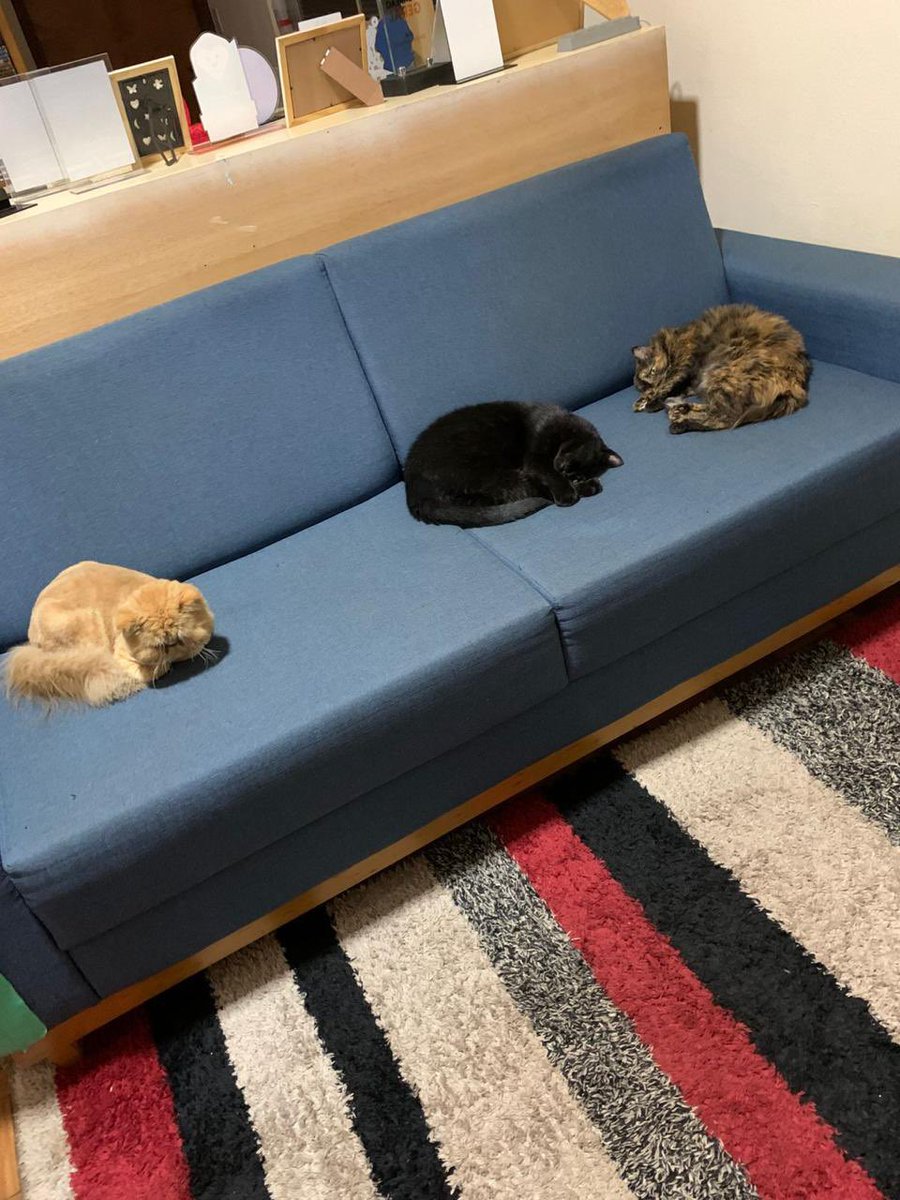 fafafela's tweet photo. essa aqui 👇🏼👇🏼👇🏼 é a minha gata 
ela pode parecer tranquila e serena (de fato é) MAS para alem disso, ela eh obcecada. completamente louca por este pedaço especifico do sofa 

todas fotos de dias diferentes, todas fotos no mesmo lugar https://t.co/wn4pwE1IL7