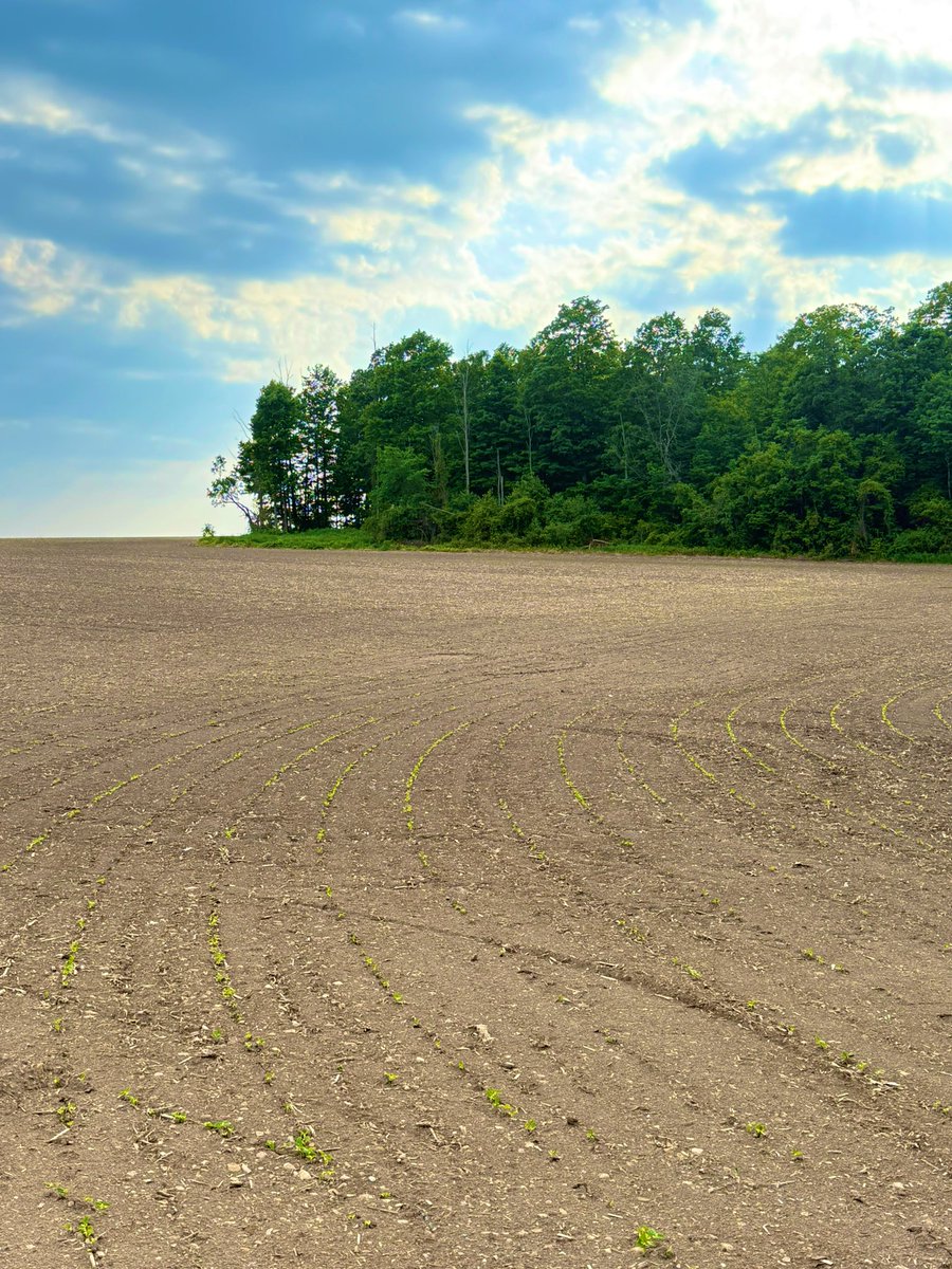 Well my first crop of whites ever are up and thriving 5 days post plant. Wish me luck!