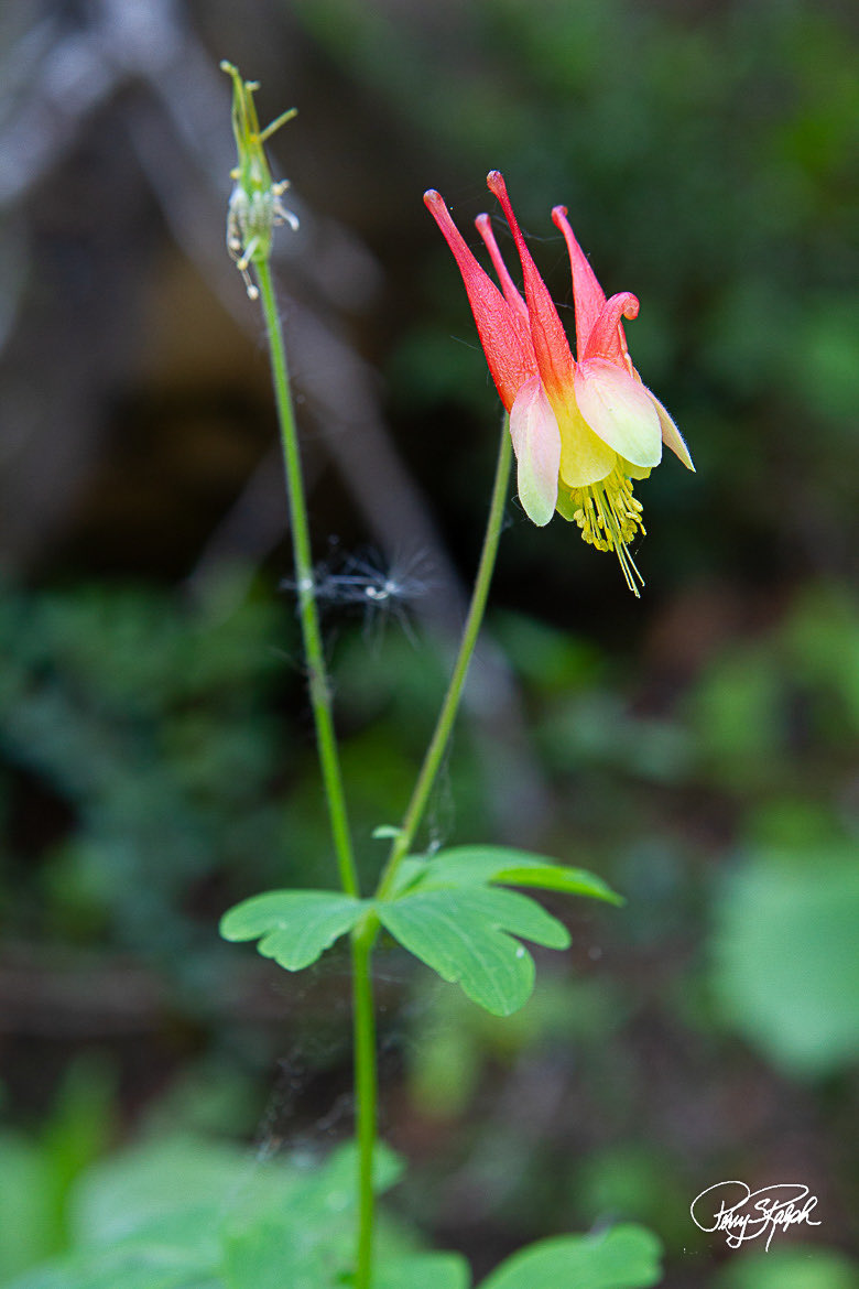 perryralph's tweet image. QP Brokeh Shots 

Colorado Red Columbine Wildflower