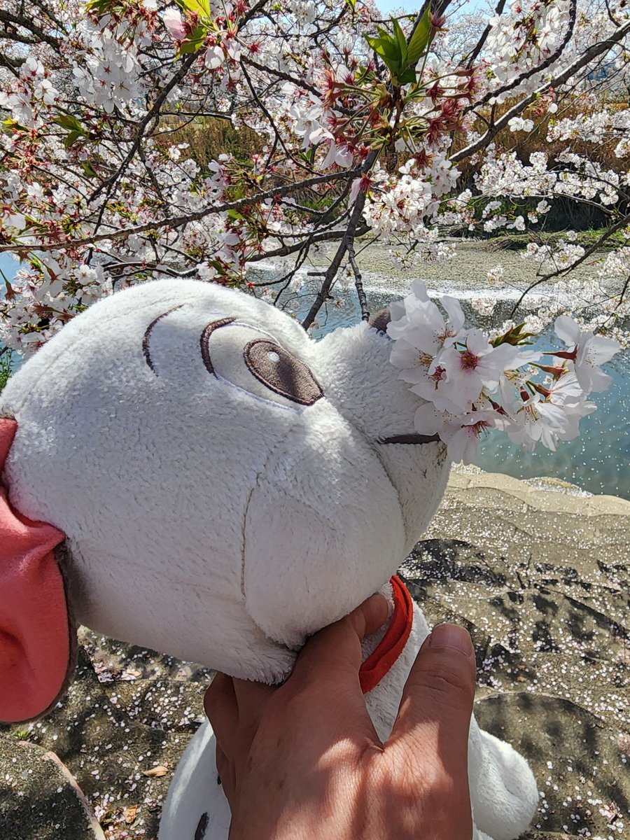 sPGma7ivpPreJUx's tweet photo. Good morning, everyone.
I'm Itai Marimo.
This is Hibari-chan, our family's mascot character.

#Virgo #LoveHoroscope #FortuneTelling #RuneReading #KabbalahReading #TarotReading #LoveComeTrue #DestinedEncounter #LuckyCharm #LoveLuck 🌟❤️

https://t.co/kpbw96zp88 https://t.co/5zs9rKazv9