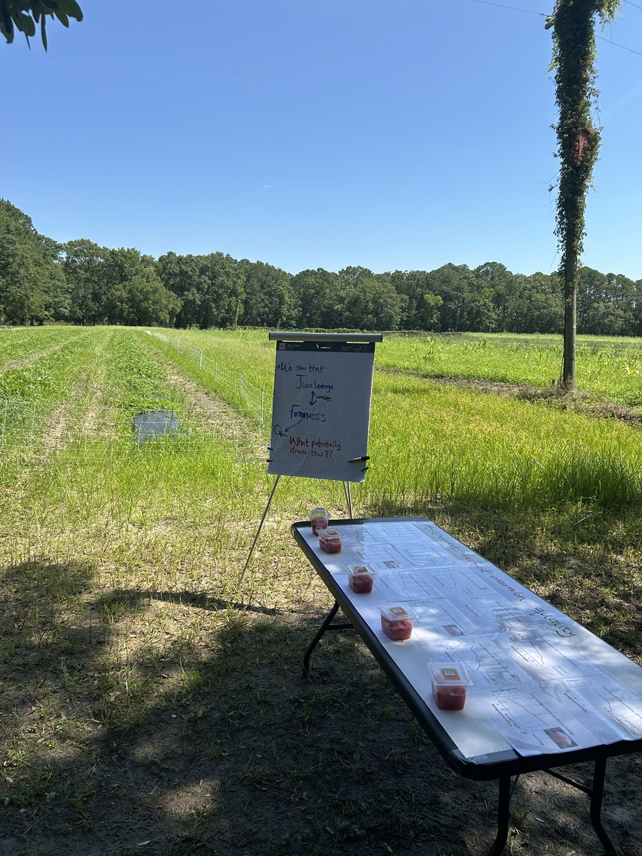 OfficialEbenQ's tweet image. Great and sunny day!!! Had a good time talking about fresh-cut watermelon🍉 quality research studies and connecting with growers and fellow researchers at the  @ClemsonUniv @ClemsonCAFLS Coastal Research and Education Center Field Day