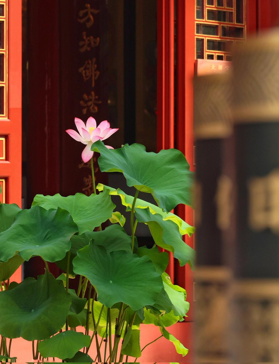 一花一叶皆禅语，静赏时光入定然。🌸🌿