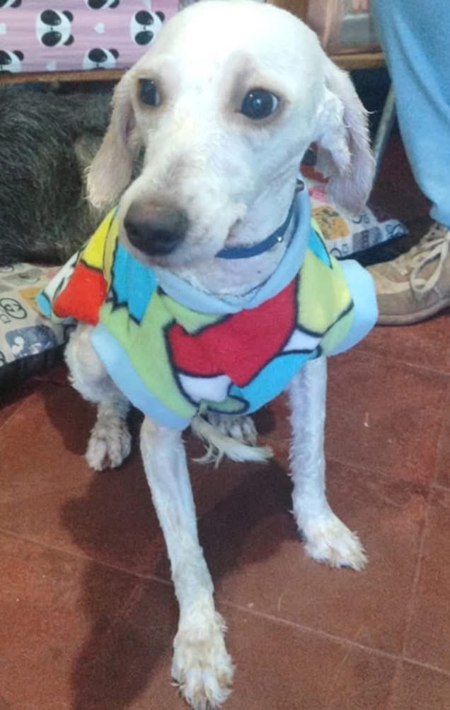 ForcadoKaren's tweet photo. Vergüenza de humana 😭😡 espero se le denuncie por este caso 😡 https://t.co/FOrVMRKXxI