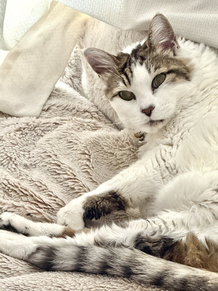 おはよーございます☁️
#ねこのいる暮らし