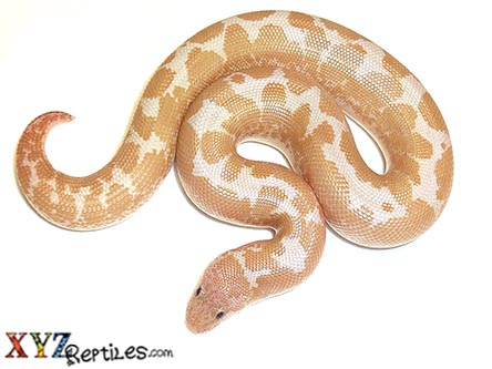 XYZReptiles tweet media