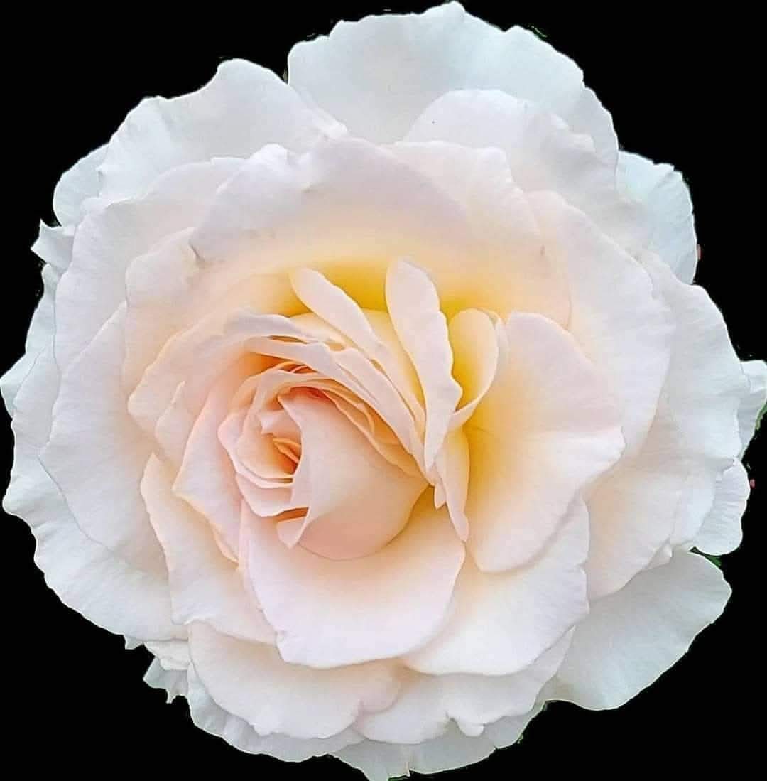 அன்பான வார்த்தைகளுக்கான செலவு அதிகம் இல்லை, ஆனாலும் அவை சாதிப்பது அதிகம்.                                                          #இனிய_காலை_வணக்கம்...