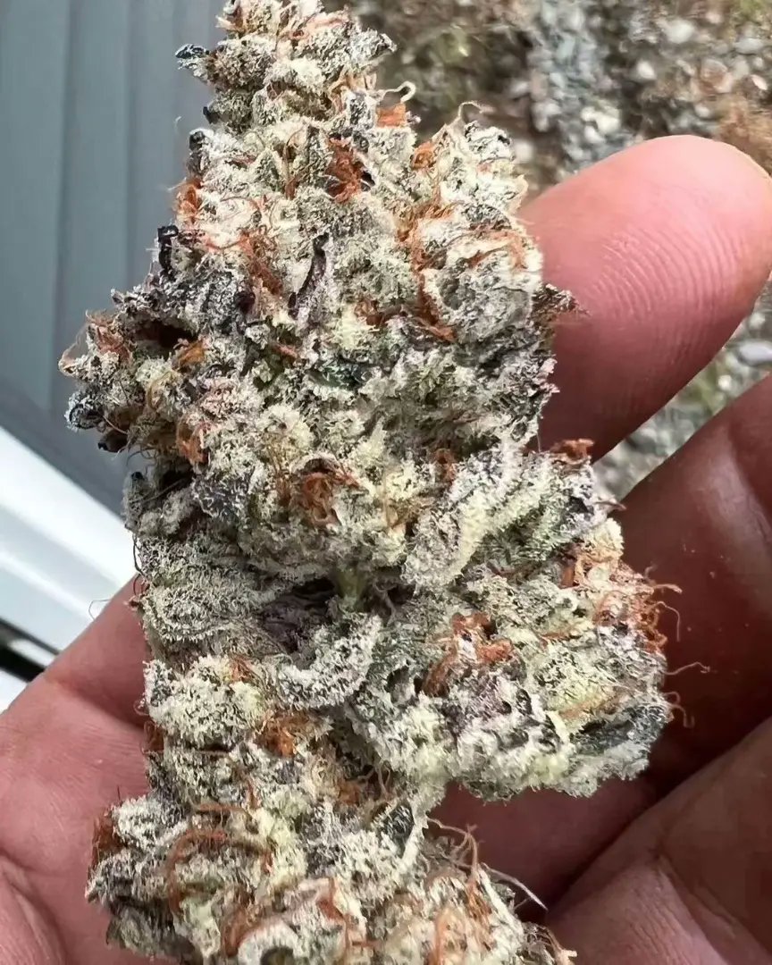 Nice little nugget of 
Peanut Butter Pie🥜⛽️🥧
(Georgia Pie x Stuffed French Toast)