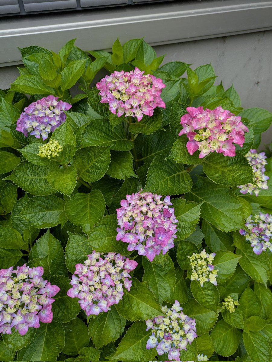 紫陽花がいい色合いをしています☺️
梅雨時の癒やしですね〜✨