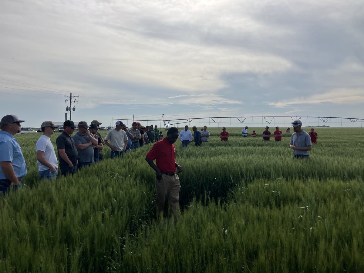 ChrisCullan1's tweet image. Great turnout for the UNL variety plot tour. @AC_Easterly @NE_DrylandCrops