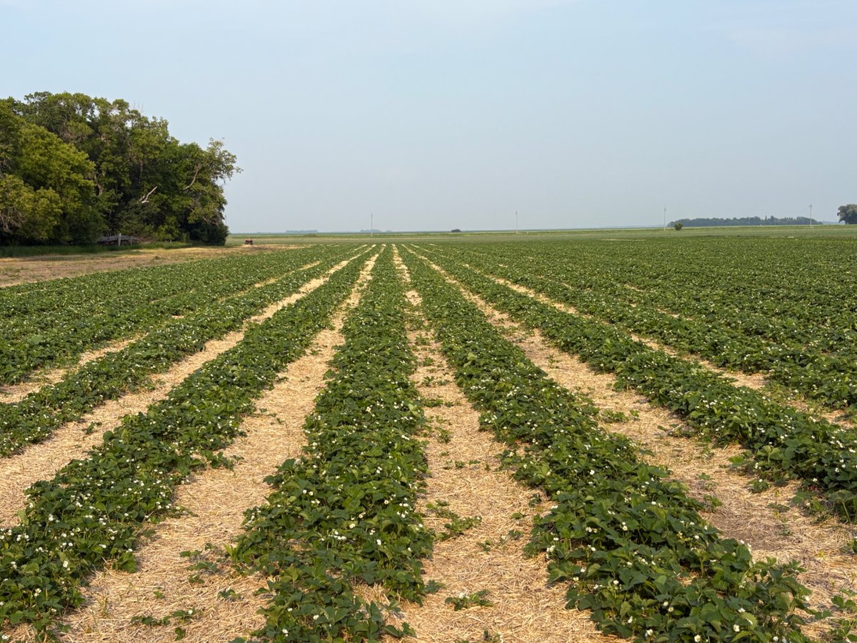 Lots to prep at the patch but things are looking good