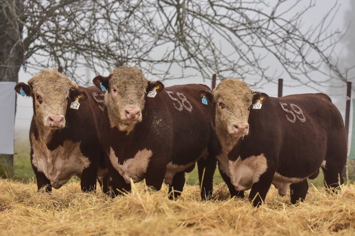 Polled Hereford de Estancia Buena Esperanza 
Remate 3 de julio en la propia Estancia (Los Conquistadores, Entre Ríos)