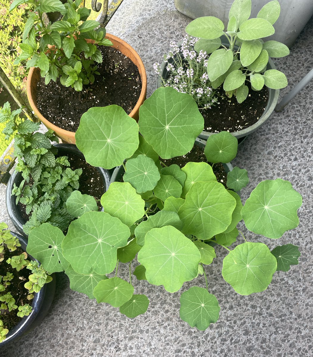 Nasturtiums are so pretty even before they bloom