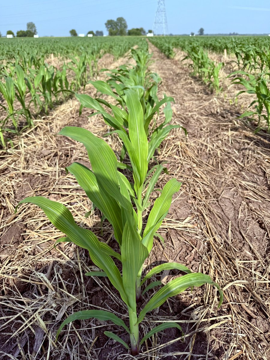 Just a hunch, but I think the preplant ammonium sulfate (100 lbs/ac) is helping in the no-till, cover crop system.

<a href="/PurdueAgronomy/">Purdue Agronomy</a> <a href="/PurdueExtension/">Purdue Extension</a> <a href="/PurdueAg/">Purdue Agriculture</a>