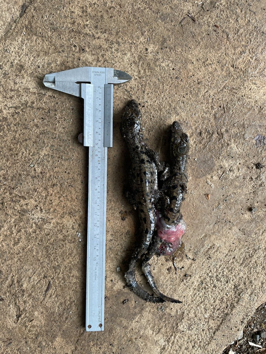 Hace un año también tuvimos un caso de desarrollo gemelar en C. acutus en la Reserva SETAL, sin embargo, a diferente de este año, en 2024 solo uno de los dos individuos sobrevivió a la eclosión.